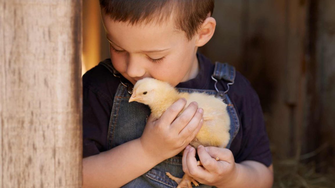 Childlike Wonder of a boy holding and snuggling a duck. Clackamas, OR Therapy for Compassion Fatigue and Burnout